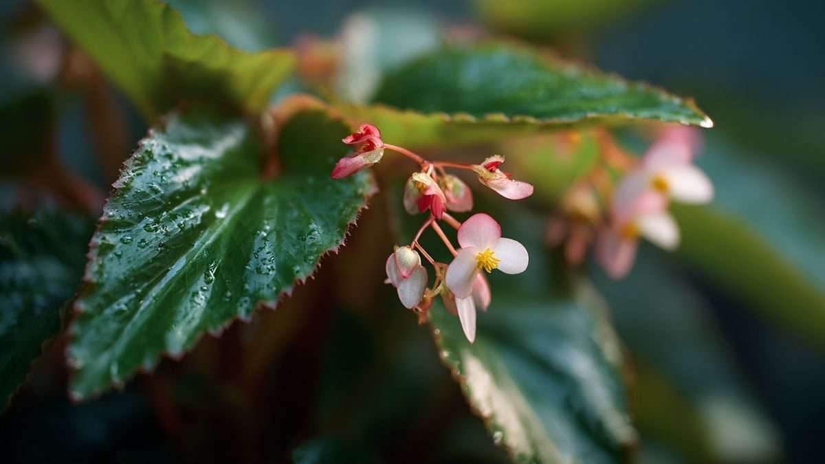 Bégonia Elatior : Lumière indirecte & fleurs