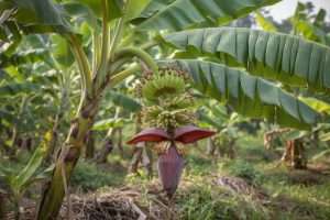 Bananier en fleur : que faire pour une bonne récolte ?