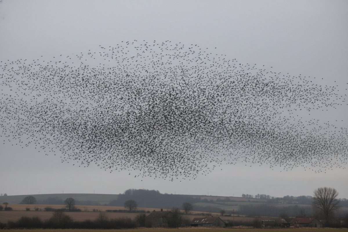 Étourneaux : quand partent les oiseaux migrateurs ?