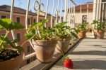 Fraises en pot : cultiver et récolter vos fruits sur balcon