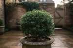 Pittosporum tenuifolium Kohuhu : un arbuste fascinant