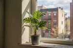 Plante tombante artificielle : nos conseils pour un rendu réaliste