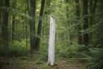 Arbre à tronc blanc : types, secrets et comment le choisir