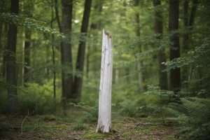 Arbre à tronc blanc : types, secrets et comment le choisir