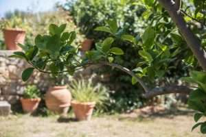 Pourquoi mon citronnier ne fait pas de citron ?
