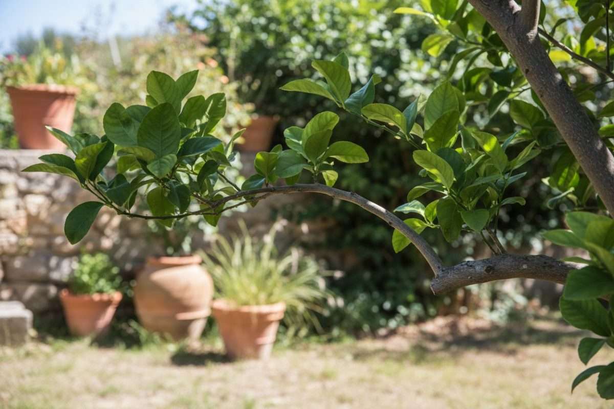 Pourquoi mon citronnier ne fait pas de citron ?