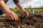 Combien de plants de pomme de terre pour 4 personnes ?
