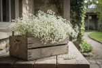 Fleur de gypsophile : culture, entretien et signification