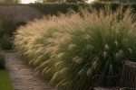Miscanthus en haie : notre avis sur ce brise-vue végétal