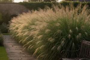 Miscanthus en haie : notre avis sur ce brise-vue végétal