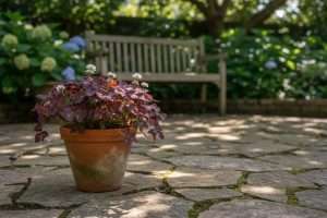 Oxalis triangularis : culture et entretien en extérieur